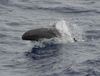 false killer whale