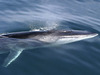 fin whale