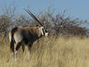 gemsbok