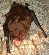 giant noctule