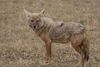 golden jackal