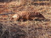 ground pangolin