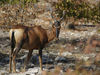 hartebeest