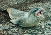 leopard seal