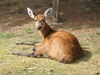 marsh deer