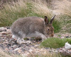 mountain hare