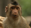 pigtail macaque