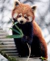 red panda