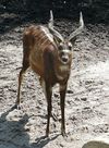 sitatunga