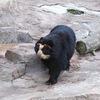 spectacled bear