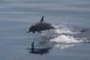 spinner dolphin