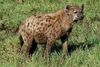 spotted hyena