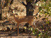 steenbok