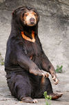 sun bear