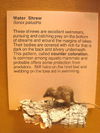 water shrew