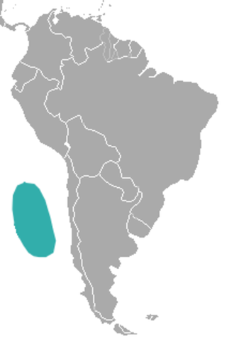 guadalupe fur seal pup. Juan Fernandez fur seal