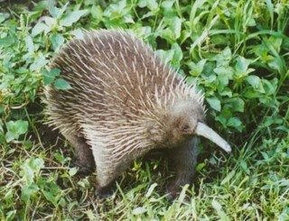http://thewebsiteofeverything.com/img/long-beaked_echidna_or_New_Guinean_echidna.jpg