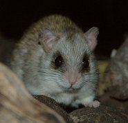 Acacia rat