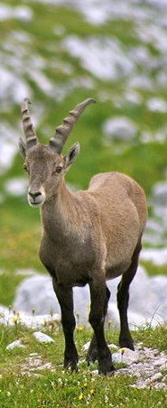 Alpine ibex