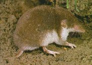 bale shrew