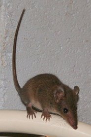 Brown Antechinus - The Pouchless Marsupial - pictures and ...