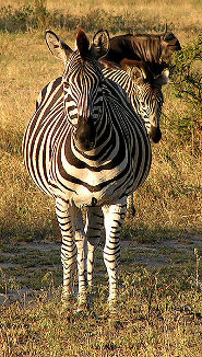 Burchells zebra