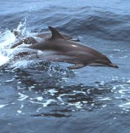 Clymene dolphin