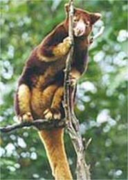 Doria's tree kangaroo