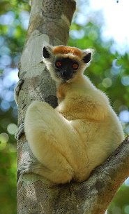 Golden-crowned lemur