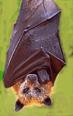 Largest Bat