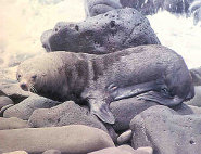Guadelupe fur seal