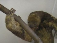 Maned three toed sloth