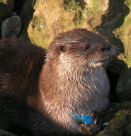 Neotropical River Otter