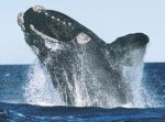 Northern right whale