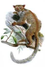 Pallid needle-clawed galago