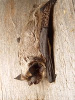 parti couloured bat