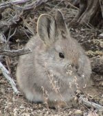 Pygmy rabbit