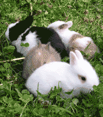 Species Of Rabbits