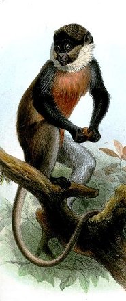 Red-bellied monkey