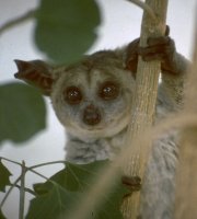 Senegal bushbaby - pictures and facts
