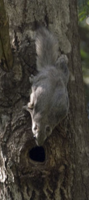 Siberian grey squirrel