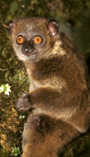 Small-toothed Sportive Lemur