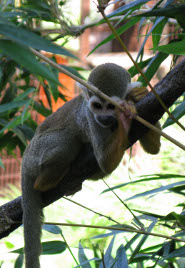 South American Squirrel Monkey