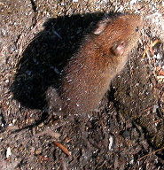 Southern red-backed vole