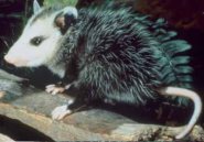 Southern common opossum