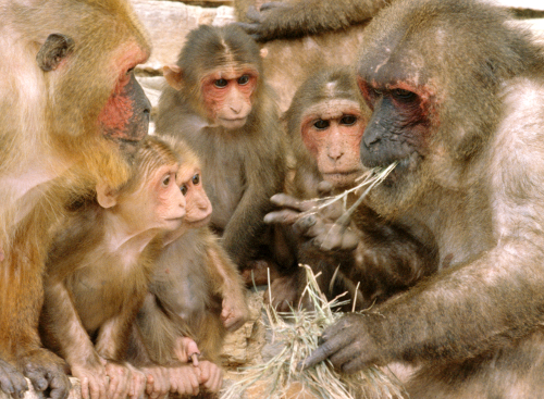 Stump-tailed macaques