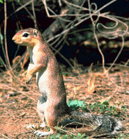 Unstriped ground squirrel