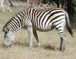 zebra