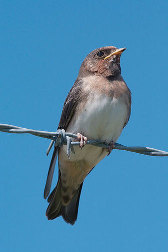 american-cliff-swallow-pictures-and-facts-birds