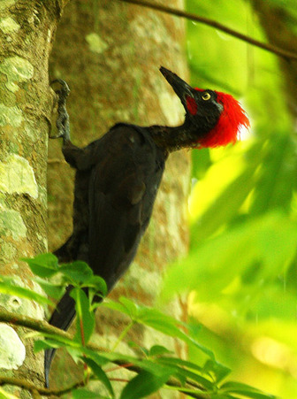 Andaman Woodpecker - Pictures and facts - Birds ...